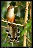  Great Lizard-Cuckoo � Janet Zinn