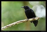  Greater Antillean Grackle � Janet Zinn