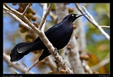  Greater Antillean Grackle � Janet Zinn