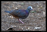  Grey-fronted Quail-Dove � Janet Zinn