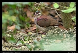  Key West Quail-Dove � Janet Zinn