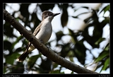  La Sagre's Flycatcher � Janet Zinn