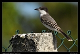  Loggerhead Kingbird � Janet Zinn