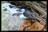  Loggerhead Kingbird � Janet Zinn