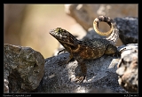  Northern Curly-tailed Lizard � Janet Zinn