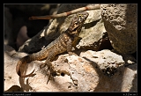  Northern Curly-tailed Lizard � Janet Zinn