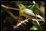  Oriente Warbler � Janet Zinn