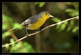  Oriente Warbler � Janet Zinn