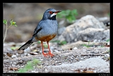  Red-legged Thrush � Janet Zinn