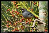  Red-legged Thrush � Janet Zinn