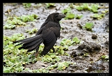  Smooth-billed Ani � Janet Zinn