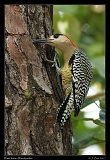  West Indian Woodpecker � Janet Zinn