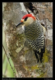  West Indian Woodpecker � Janet Zinn