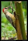  West Indian Woodpecker with Cuban Brown Anole � Janet Zinn
