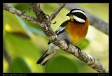  Western Spindalis � Janet Zinn