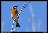  Western Spindalis � Janet Zinn