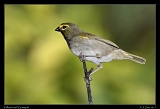  Yellow-faced Grassquit  � Janet Zinn