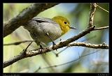  Yellow-headed Warbler � Janet Zinn