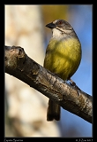  Zapata Sparrow � Janet Zinn