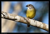  Zapata Sparrow � Janet Zinn
