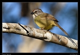  Zapata Sparrow � Janet Zinn