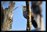  Zapata Wren � Janet Zinn