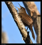  Zapata Wren � Janet Zinn