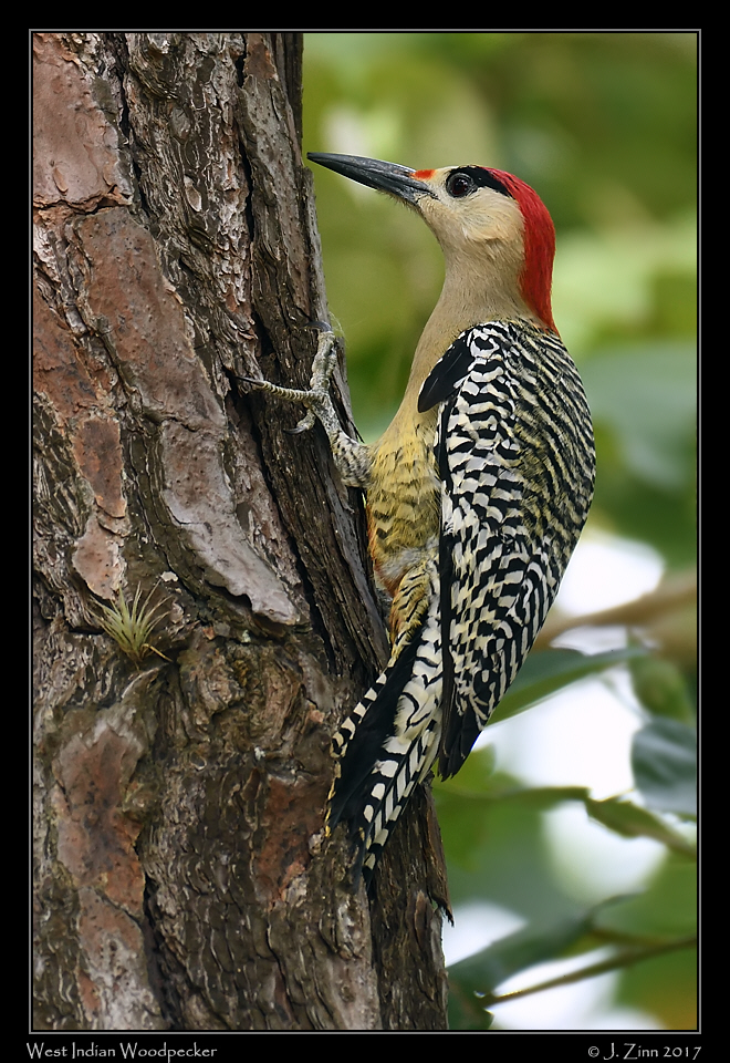 west_indian_woodpecker_8379a