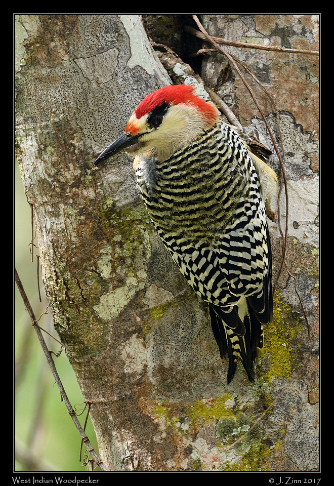 west_indian_woodpecker_8410a