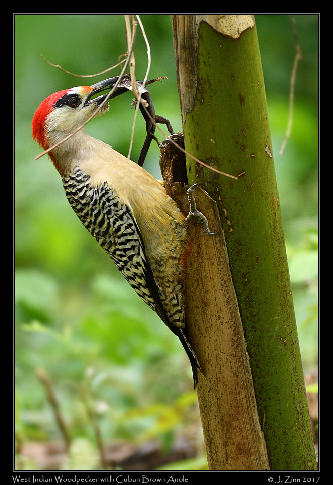 west_indian_woodpecker_8419a