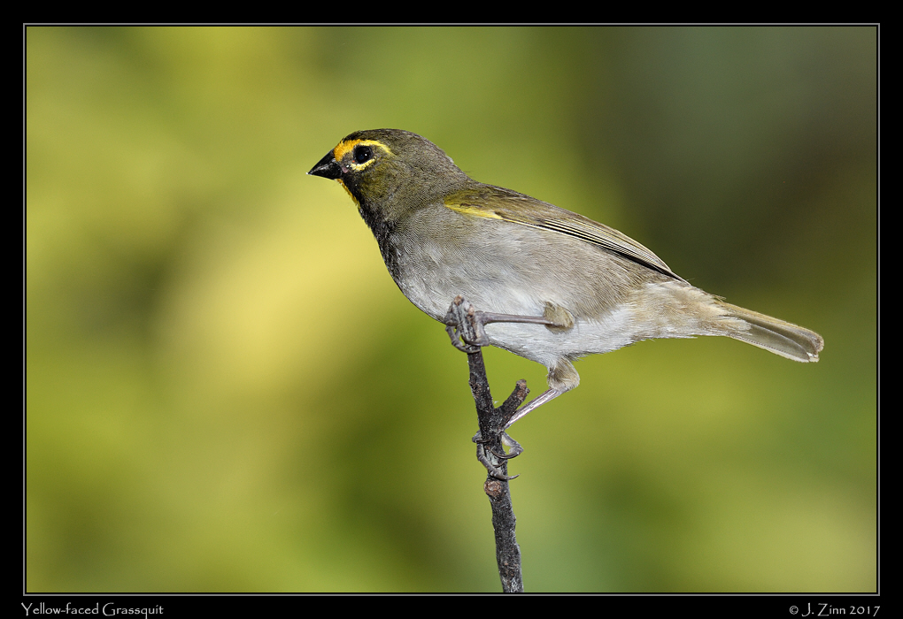 yellow_faced_grassquit_8359a