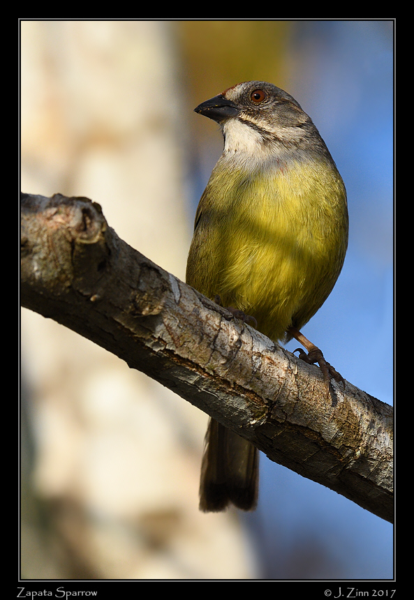 zapata_sparrow_9091a