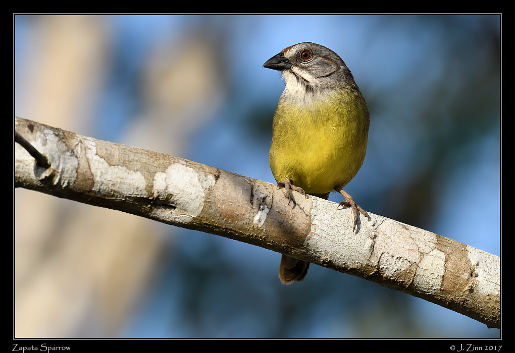zapata_sparrow_9146a
