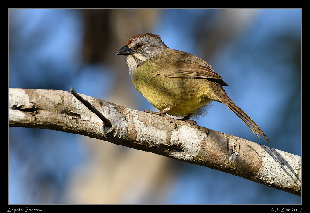 zapata_sparrow_9188a