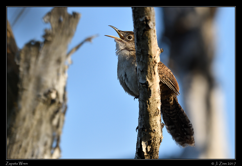 zapata_wren_8985a