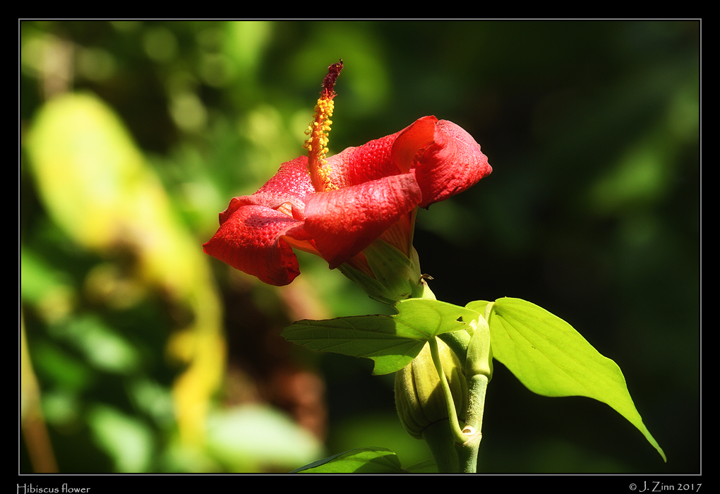 hibiscus_9254a