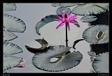  Water Lily, Cuba � Janet Zinn