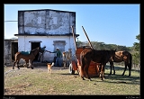  Finca Belen, Cuba � Janet Zinn