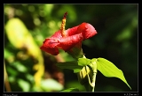  Hibiscus flower,  Cuba � Janet Zinn