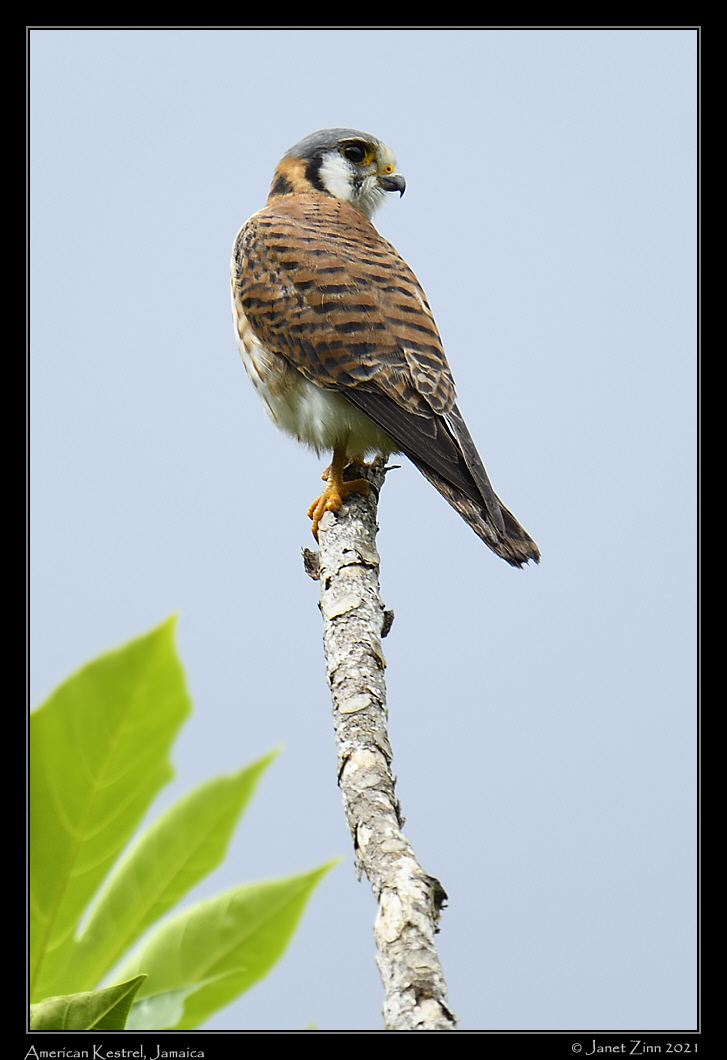 american_kestrel_JZ8_6449a
