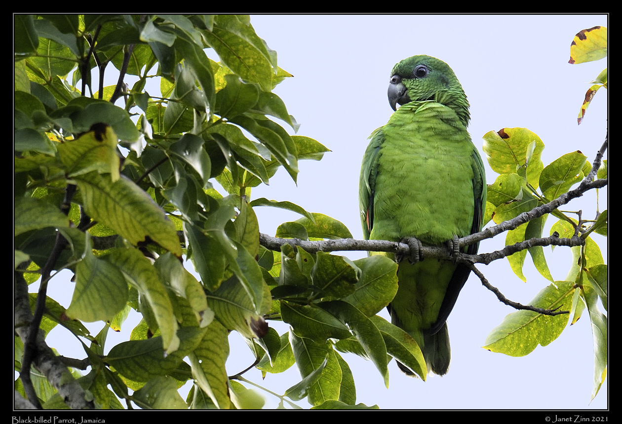 black_billed_parrot_JZ8_6186a