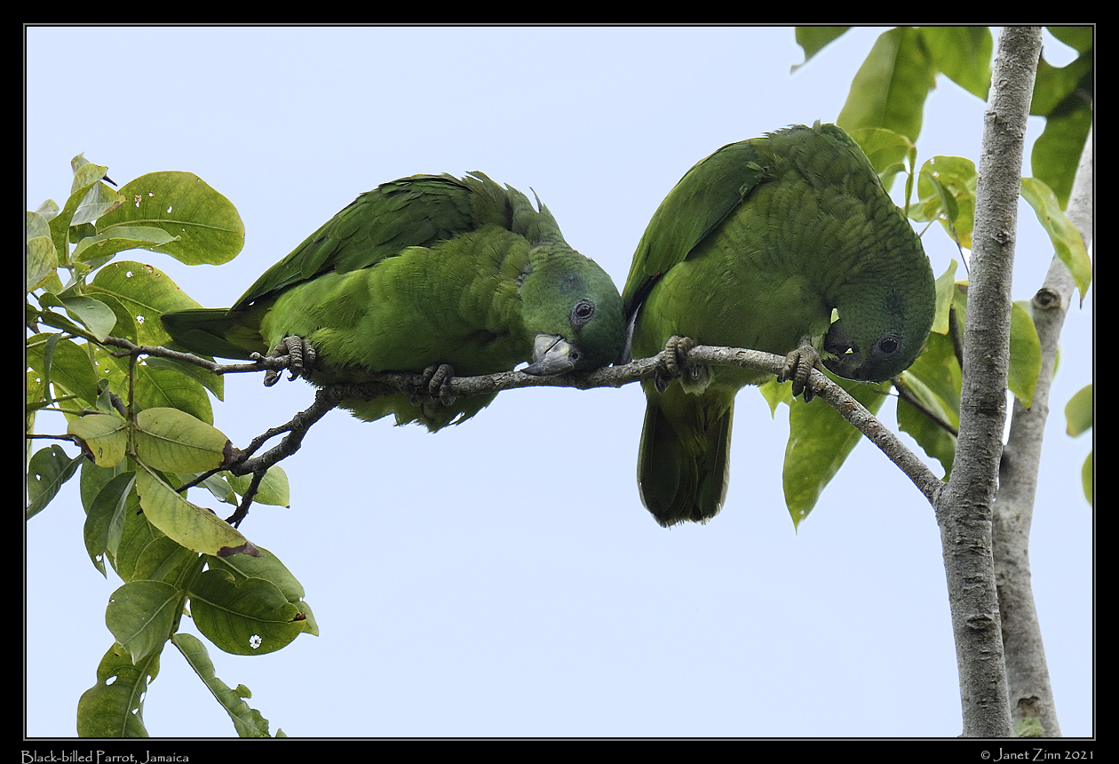 black_billed_parrot_JZ8_6249a