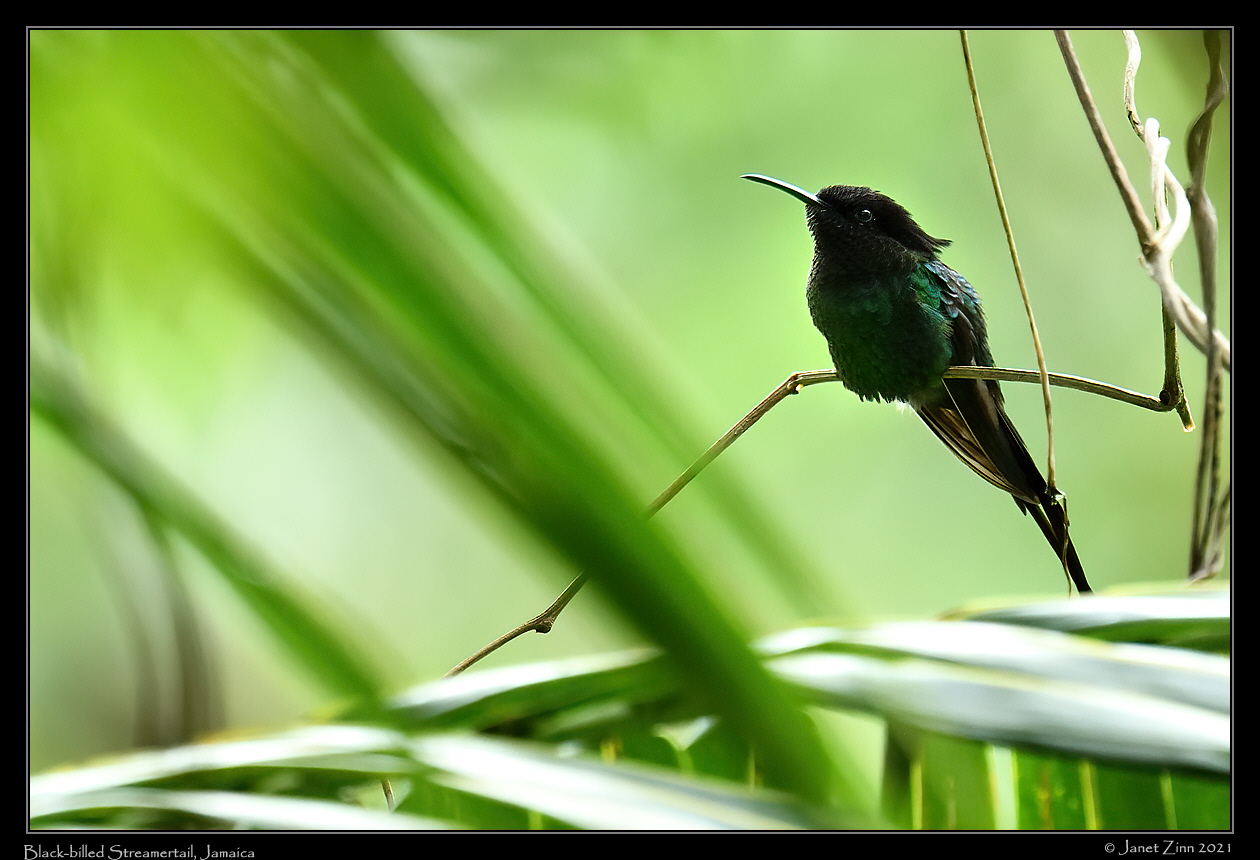 black_billed_streamertail_JZ8_6395a