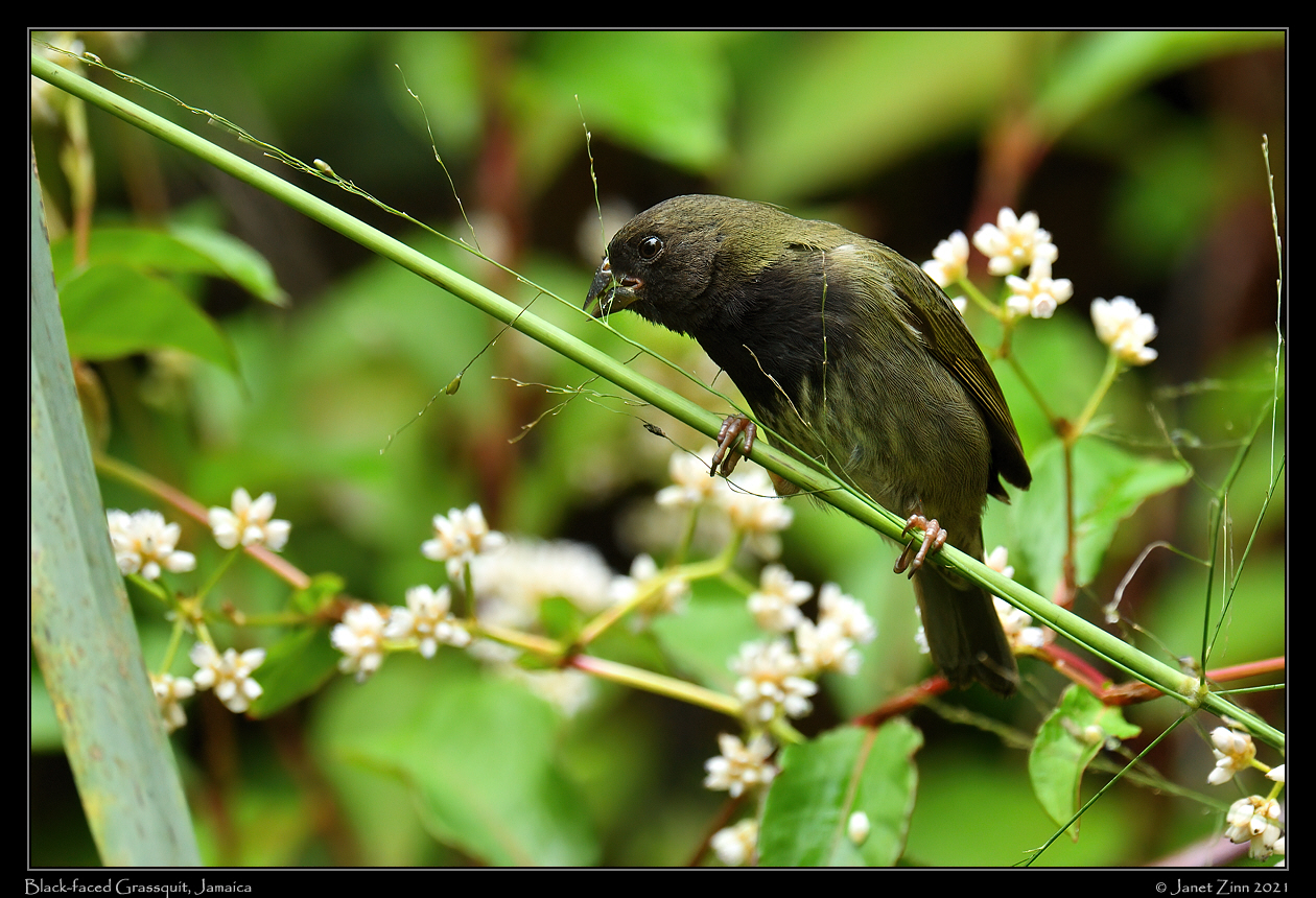 black_faced_grassquit_JZ1_2211a
