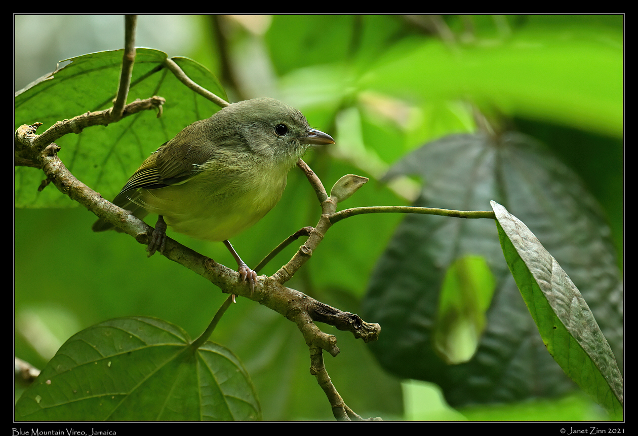 blue_mountain_vireo_JZ1_2086a