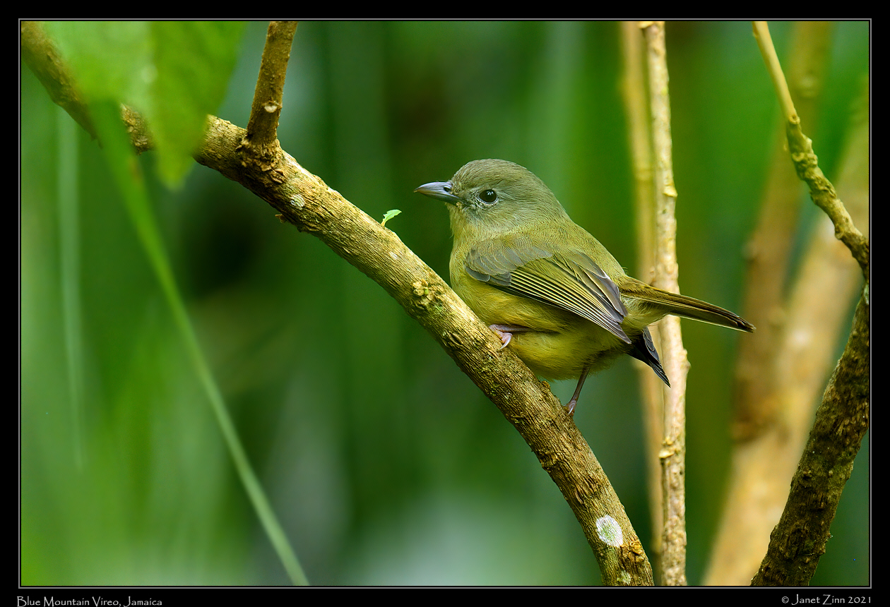 blue_mountain_vireo_JZ1_2259a