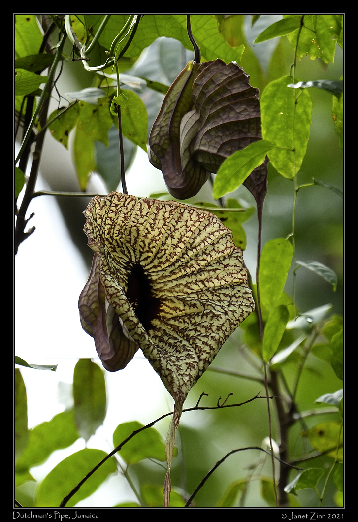 dutchmans_pipe_JZ8_6440a