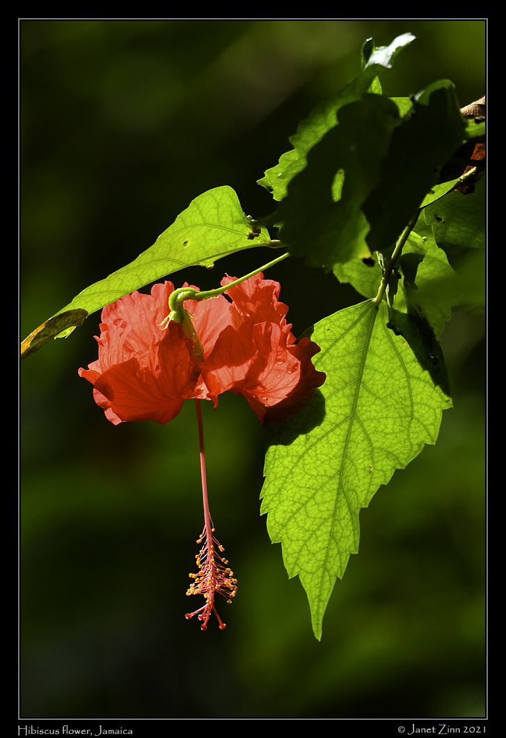 hibiscus_flower_JZ8_6427a