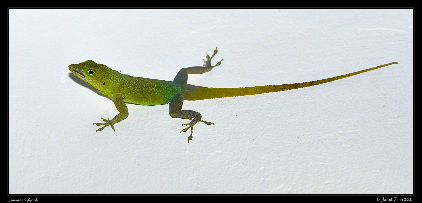 jamaican_anole_JZ1_1976a