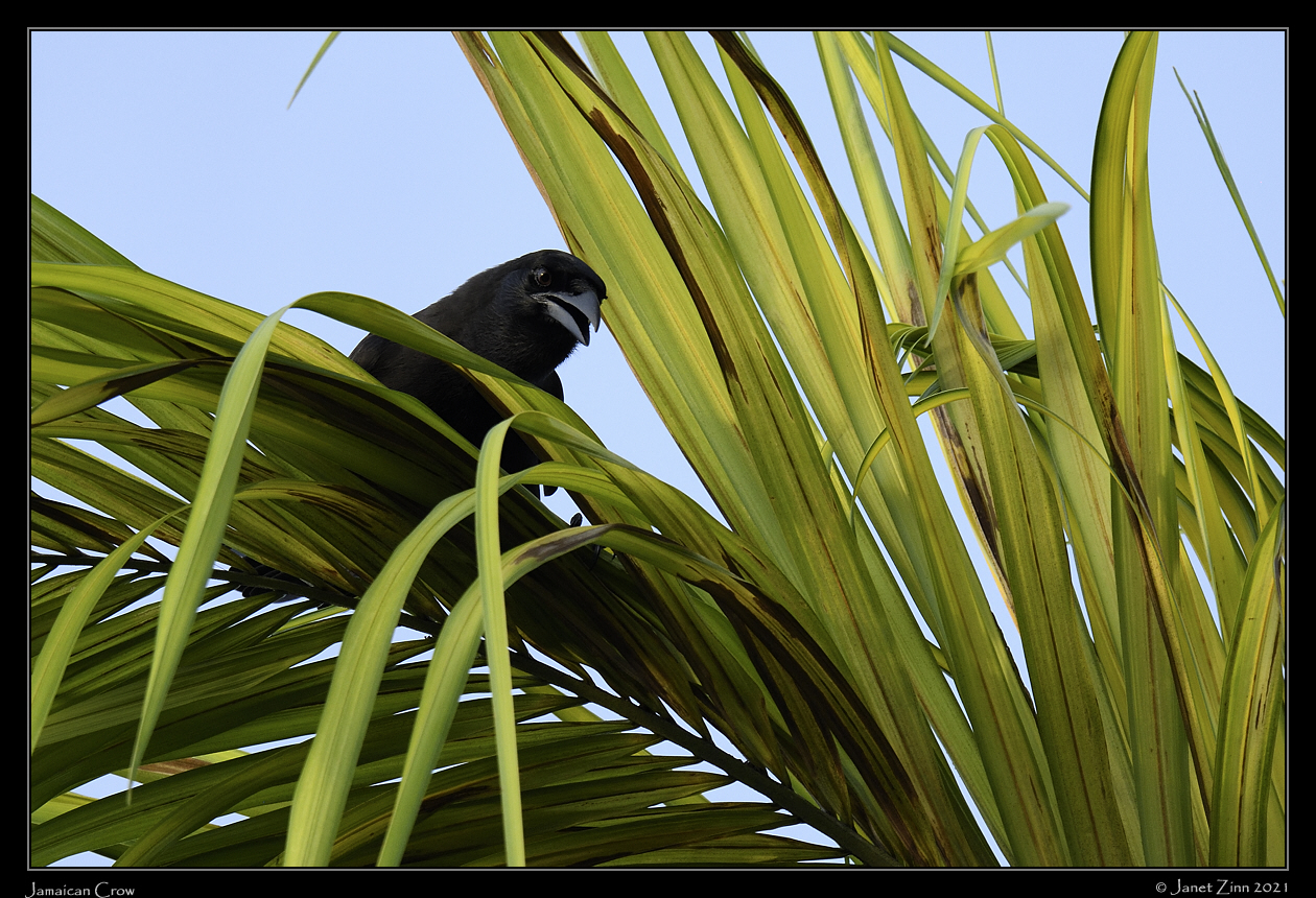 jamaican_crow_JZ8_5935a